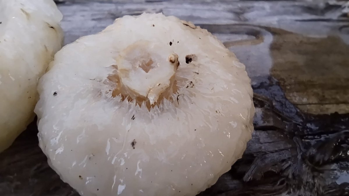 WhatsApp Image 2024-08-25 at 13.09.24.jpeg