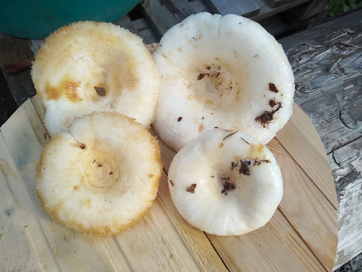 WhatsApp Image 2024-08-29 at 18.54.38(1).jpeg