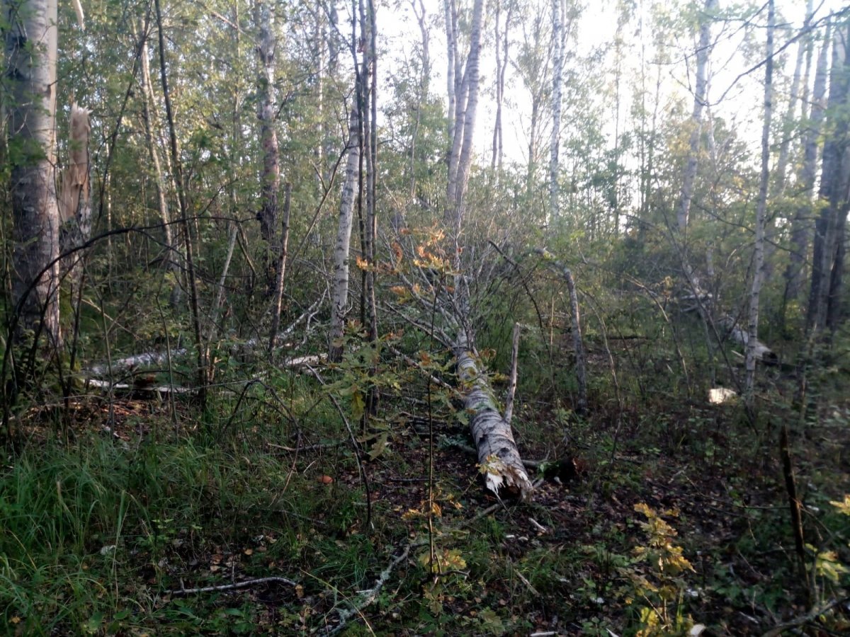 Изображение WhatsApp 2024-08-26 в 08.59.46_411e3b1f.jpg