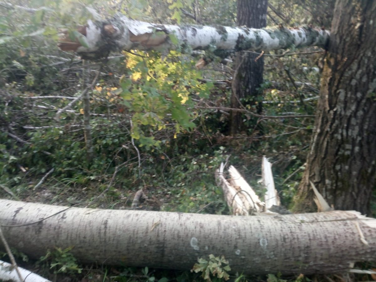 Изображение WhatsApp 2024-08-26 в 08.59.48_b1090e01.jpg