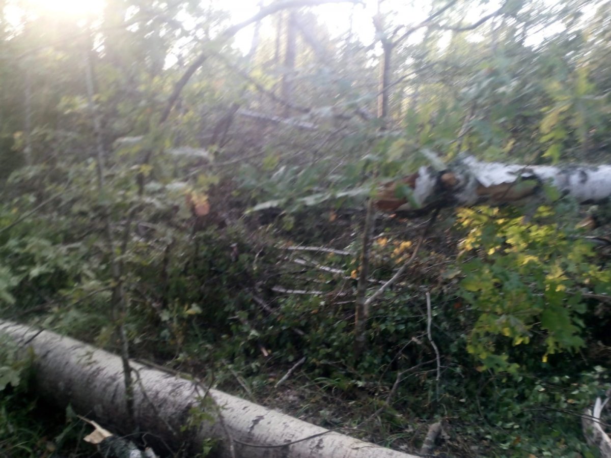 Изображение WhatsApp 2024-08-26 в 08.59.47_ea3f66f0.jpg