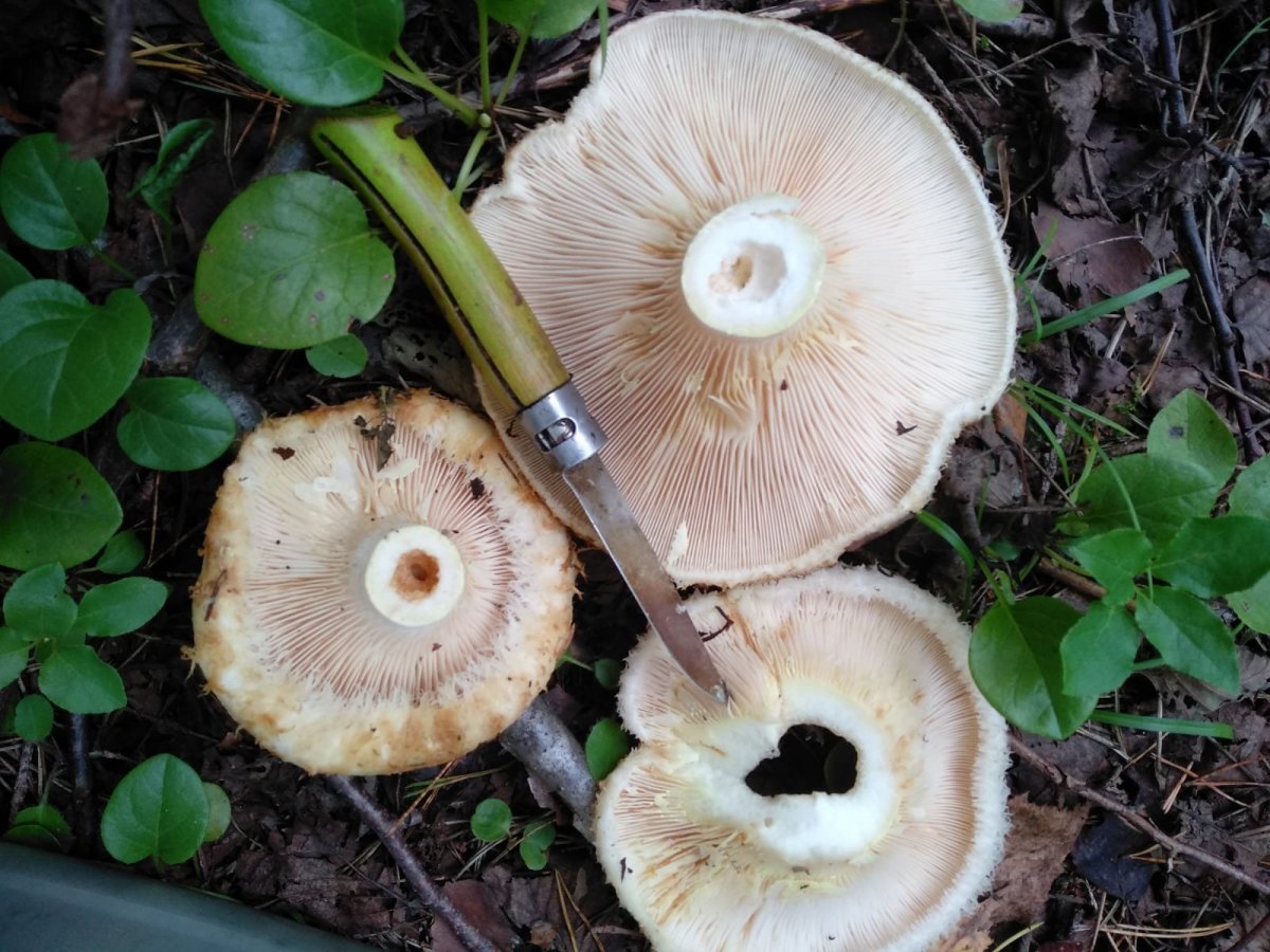 WhatsApp Image 2024-08-28 at 10.20.07.jpeg