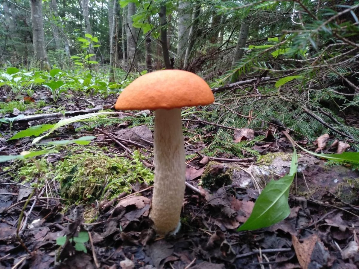 WhatsApp Image 2024-08-18 at 18.04.45.jpeg