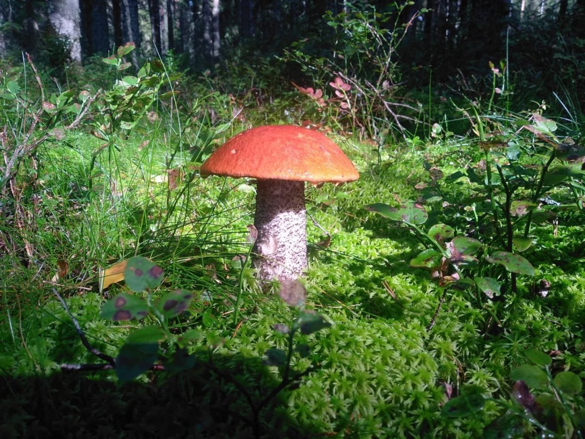 WhatsApp Image 2024-08-18 at 18.04.41.jpeg