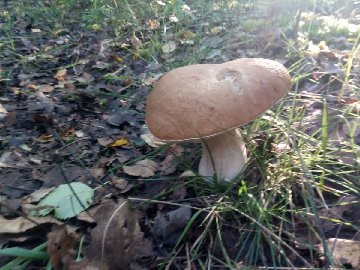 Изображение WhatsApp 2024-08-26 в 08.59.41_c79dc20d.jpg