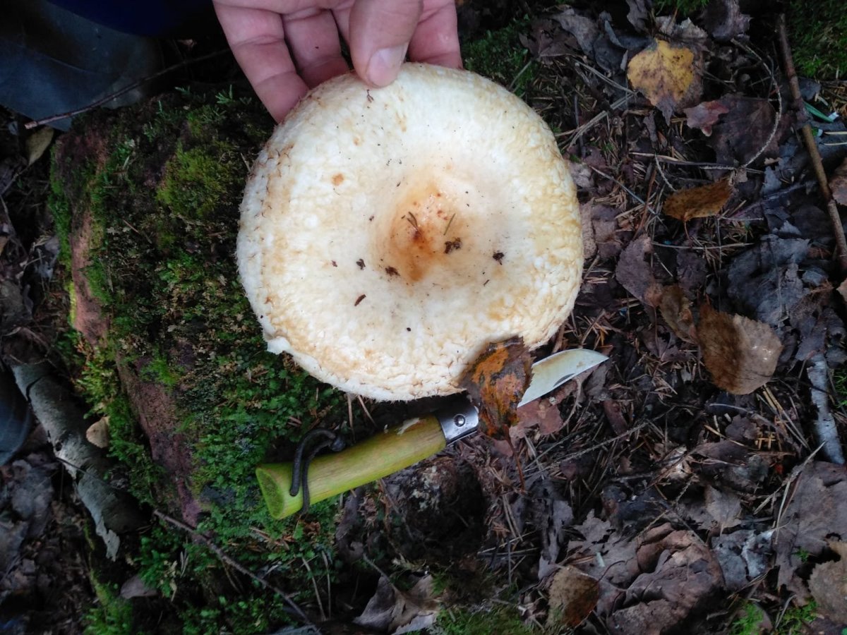 WhatsApp Image 2024-09-03 at 15.16.59(1).jpeg