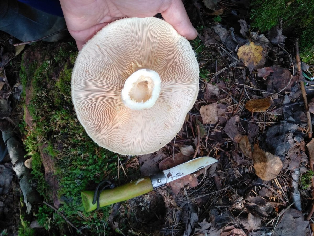 WhatsApp Image 2024-09-03 at 15.16.59(2).jpeg