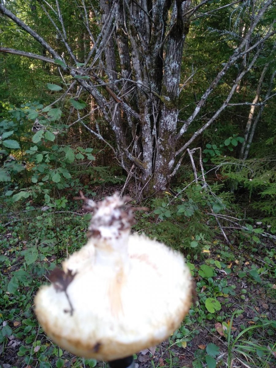 WhatsApp Image 2024-08-31 at 18.29.33(1).jpeg