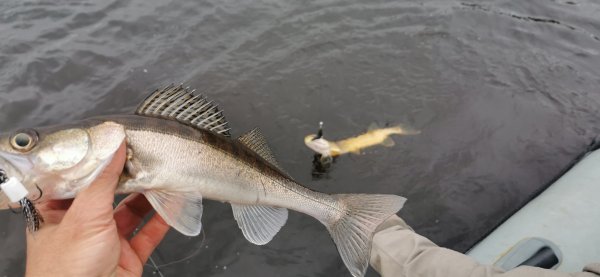 Дуплет малышей