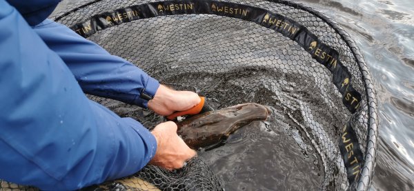 Щучка и руки Поповцева