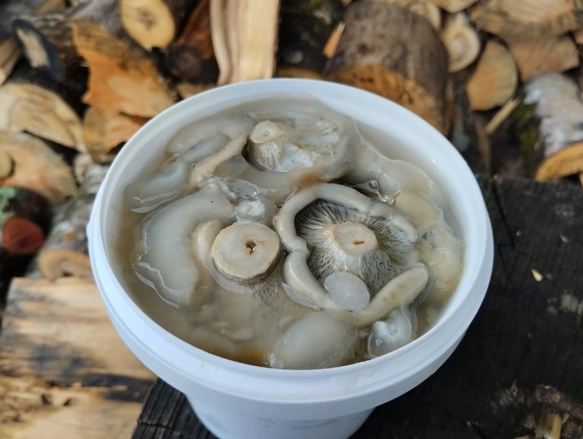 WhatsApp Image 2024-10-17 at 20.59.59(2).jpeg