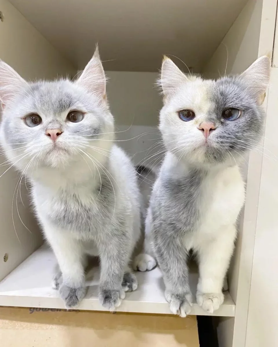 these-cute-kitties-unusual-coat-colors-make-them-look-like-v0-sfvxpufne3vd1.webp