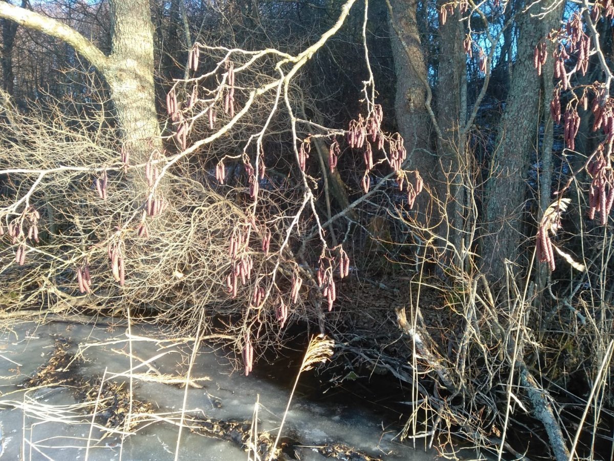 WhatsApp Image 2024-12-31 at 19.38.05.jpeg