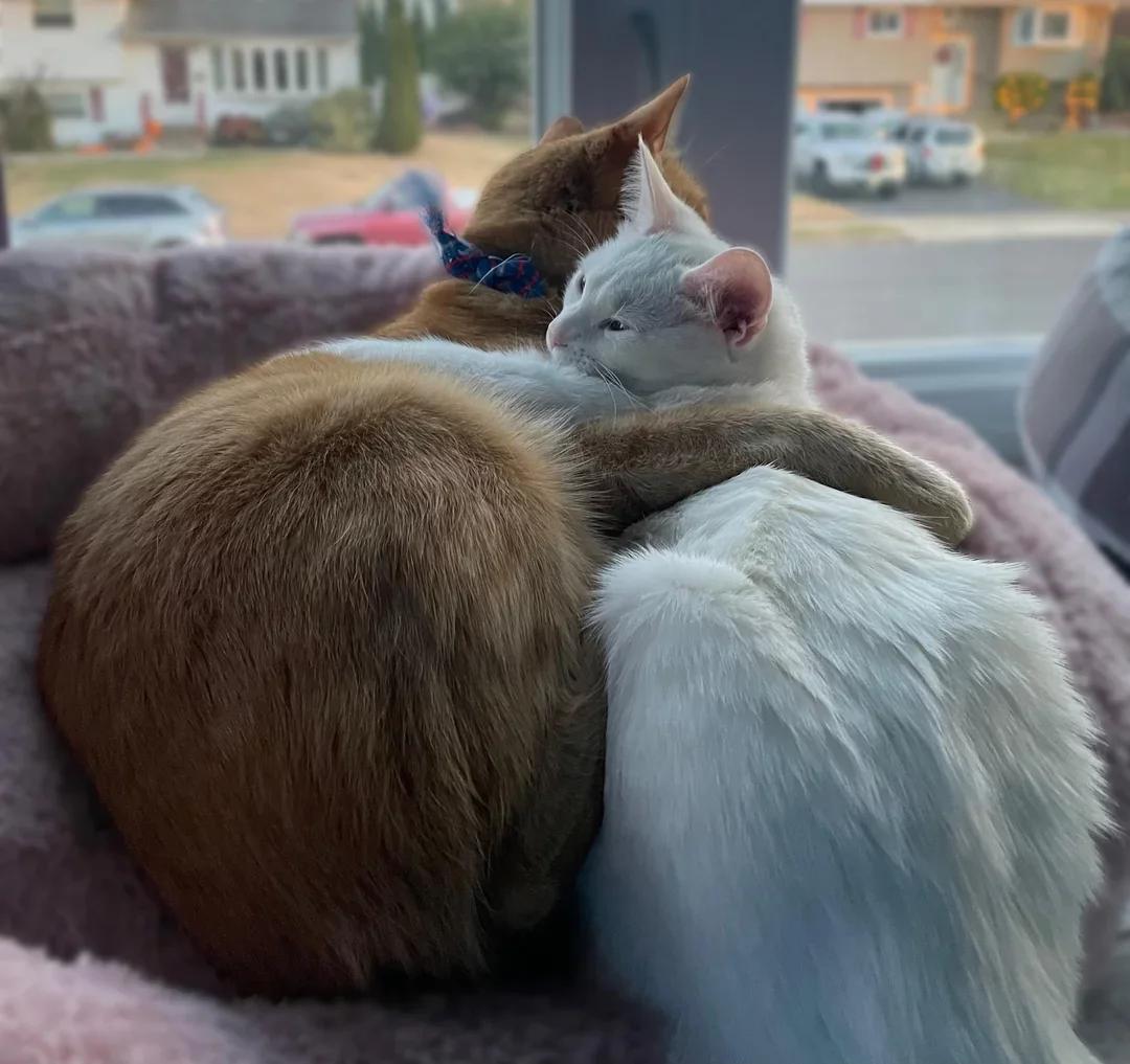 just-got-another-cat-and-i-think-my-old-orange-boy-is-v0-y6whkrkb2p5e1.webp