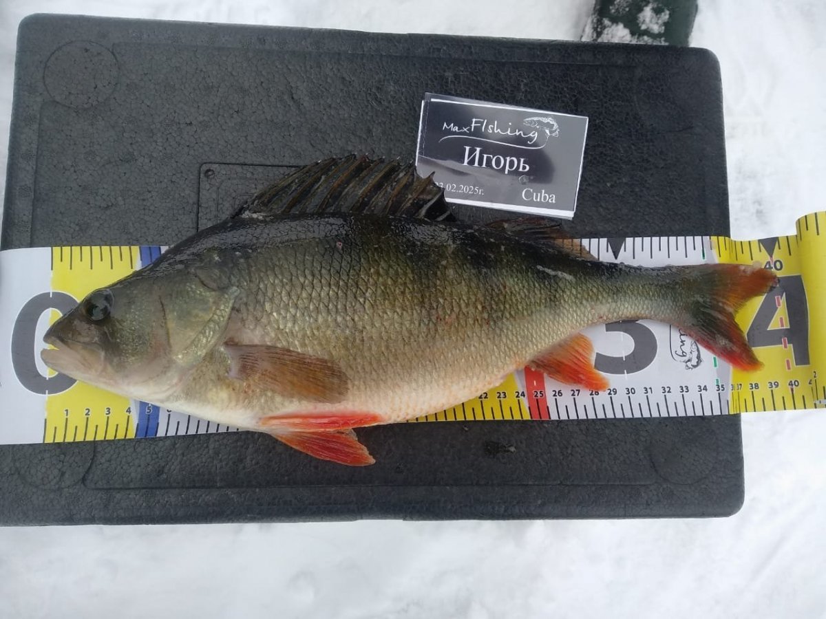 WhatsApp Image 2025-02-24 at 22.17.25(2).jpeg