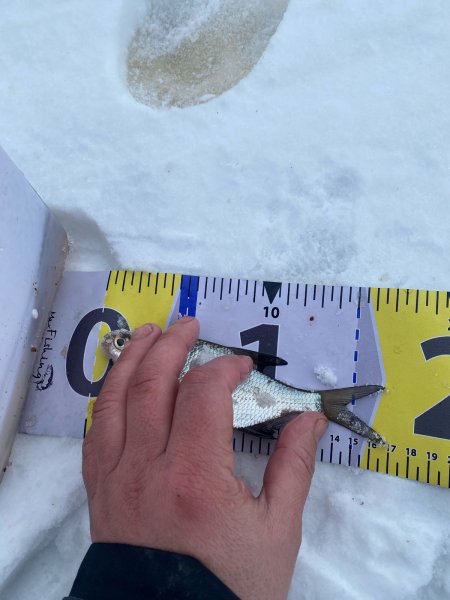 Туса Максфишинга 2025 зима