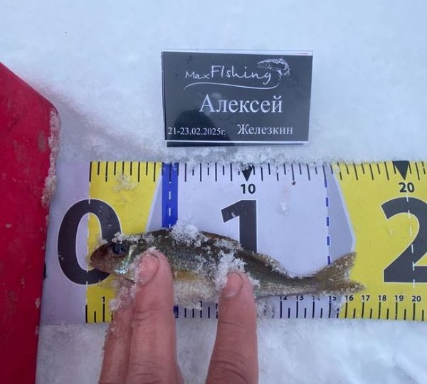 Туса Максфишинга 2025 зима