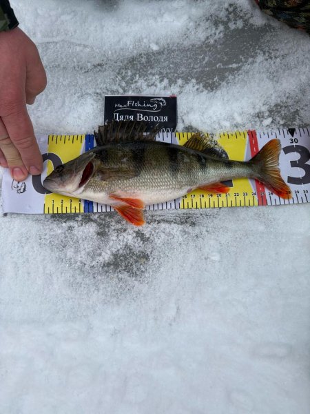 Туса Максфишинга 2025 зима