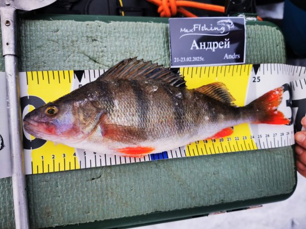 Туса Максфишинга 2025 зима