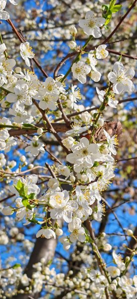 Вишня зацвела