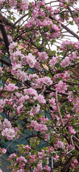 Яблони в цвету