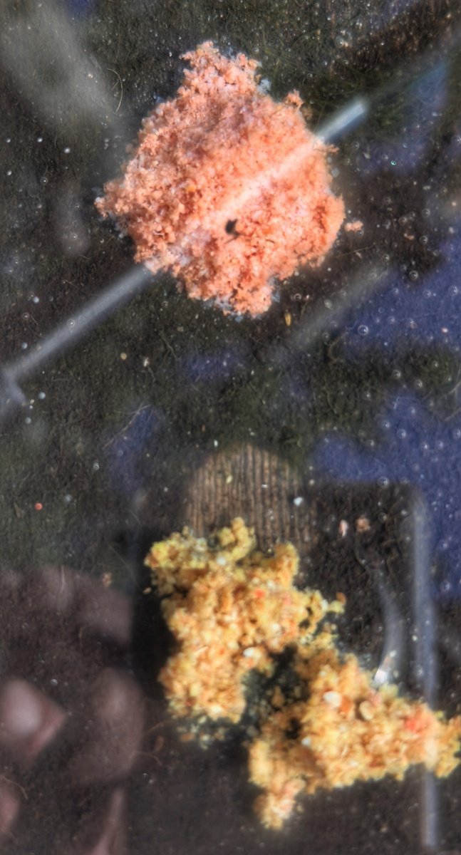 scale_1200.jpg.6115b0a52751838df23c0a90ea8071b6.jpg