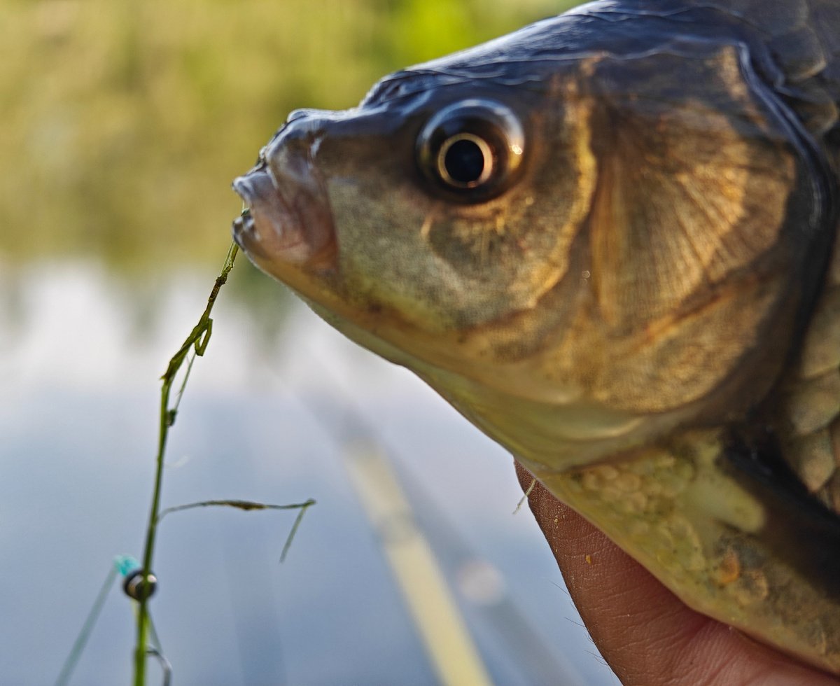scale_1200.jpg.8a728b11a7f17185d475015c6d590f2f.jpg