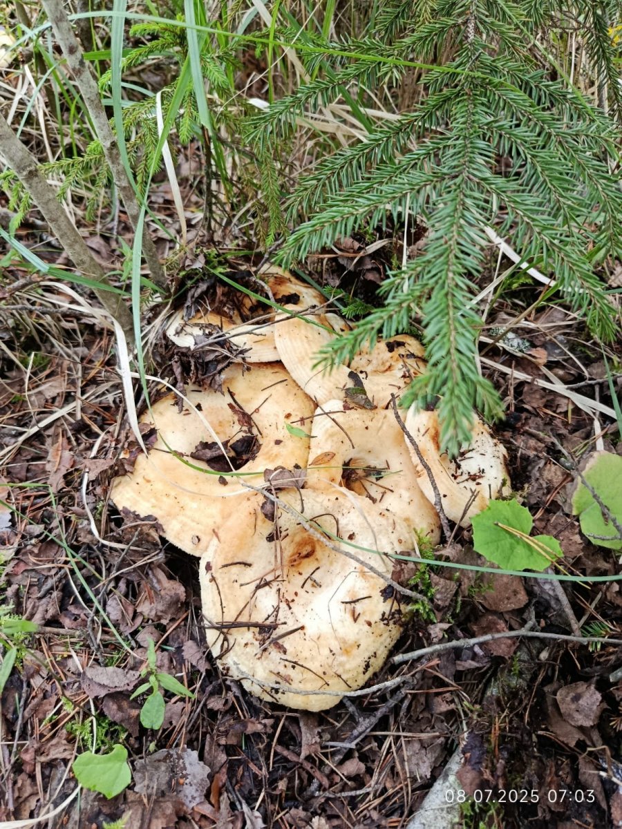 WhatsApp Image 2025-07-08 at 19.17.11.jpeg