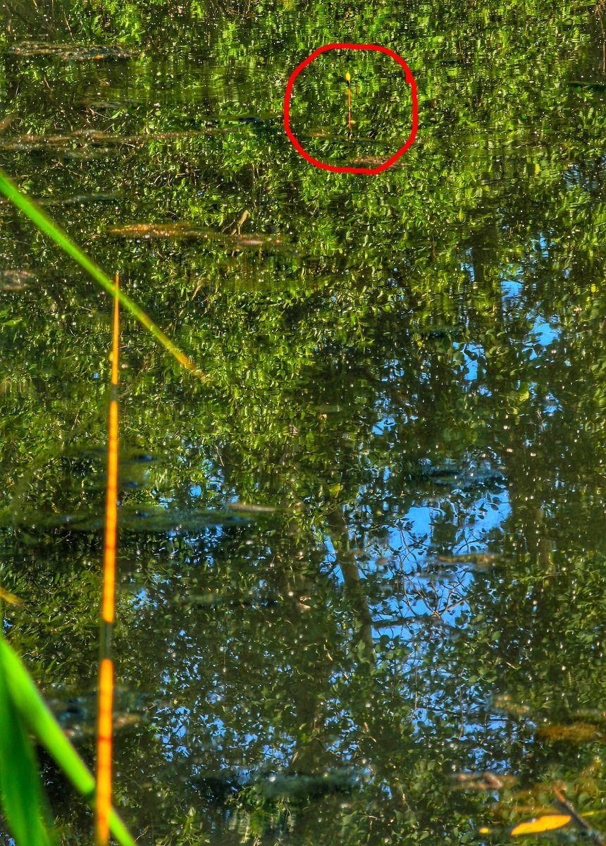 scale_1200.jpg.f0f8af6d4162ee8cfc747b75f5f21142.jpg