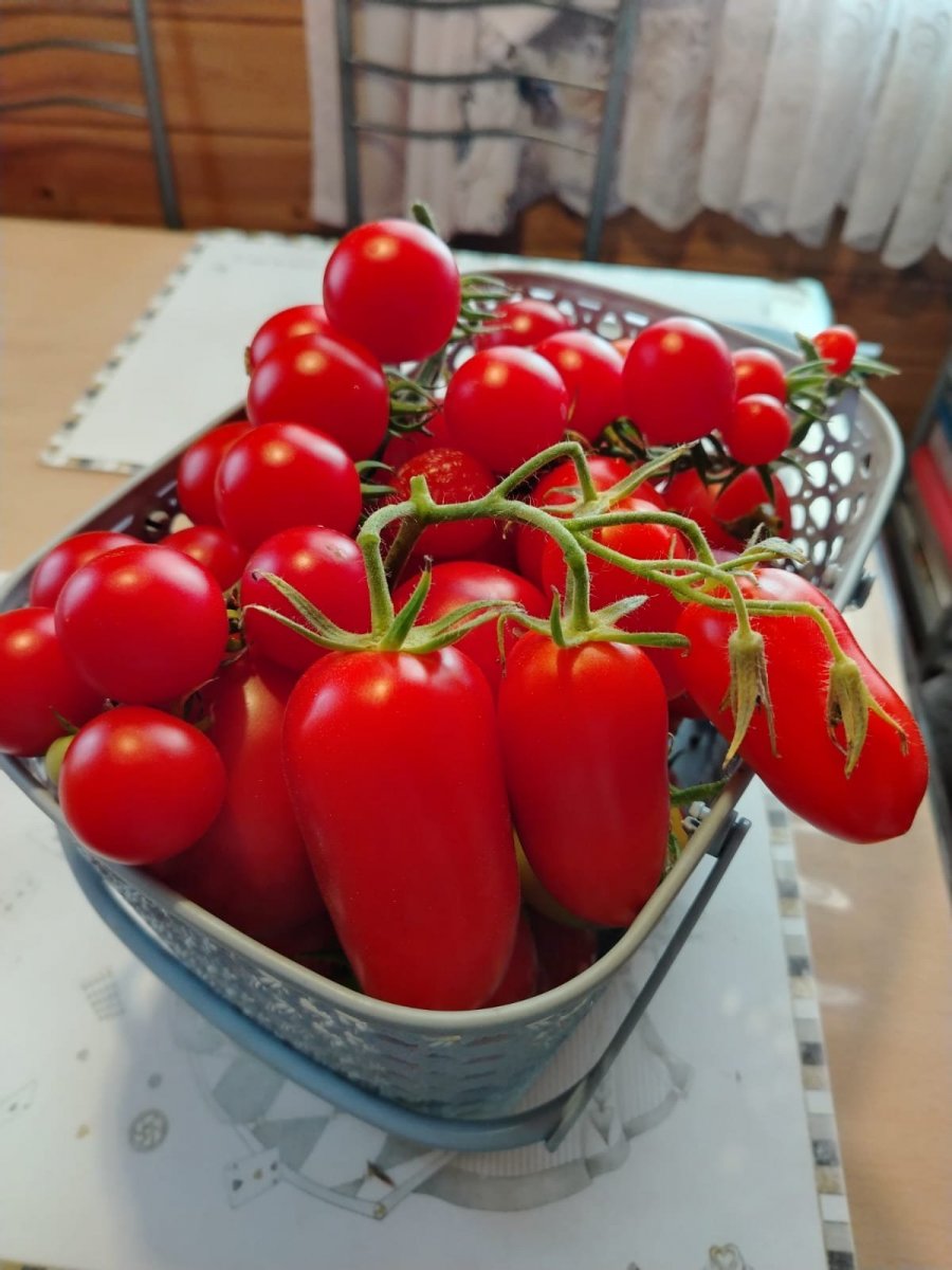 Изображение WhatsApp 2025-07-31 в 07.08.33_0ba1fdac.jpg