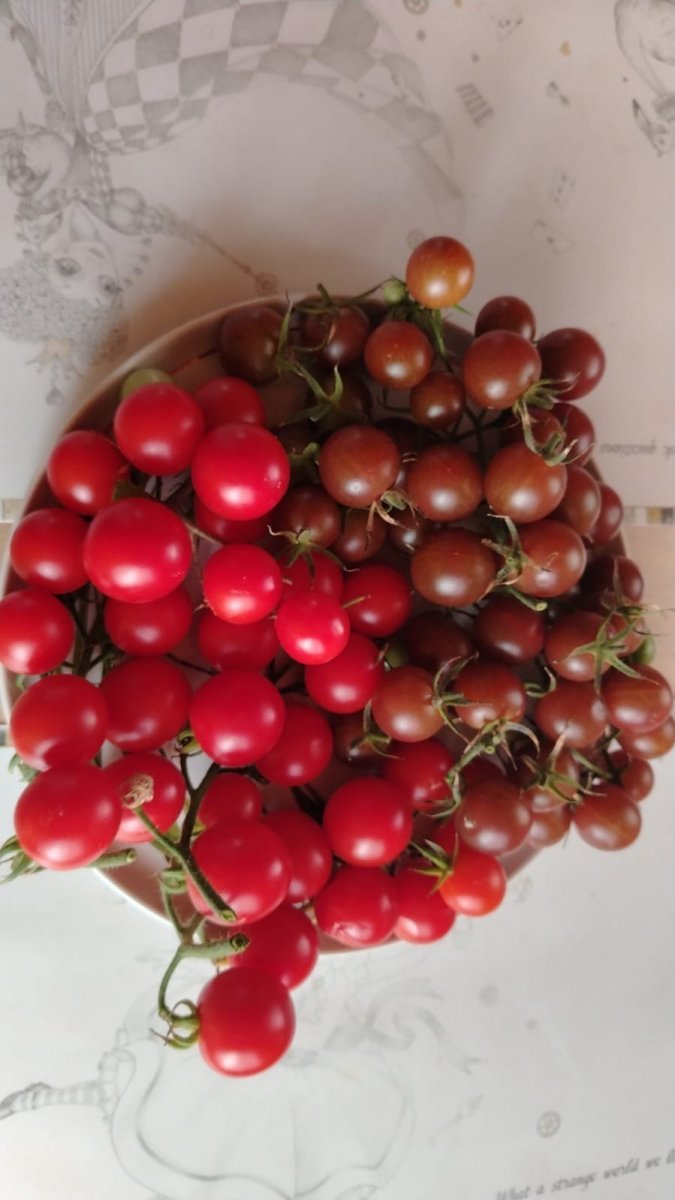 Изображение WhatsApp 2025-08-01 в 13.39.56_165c750d.jpg