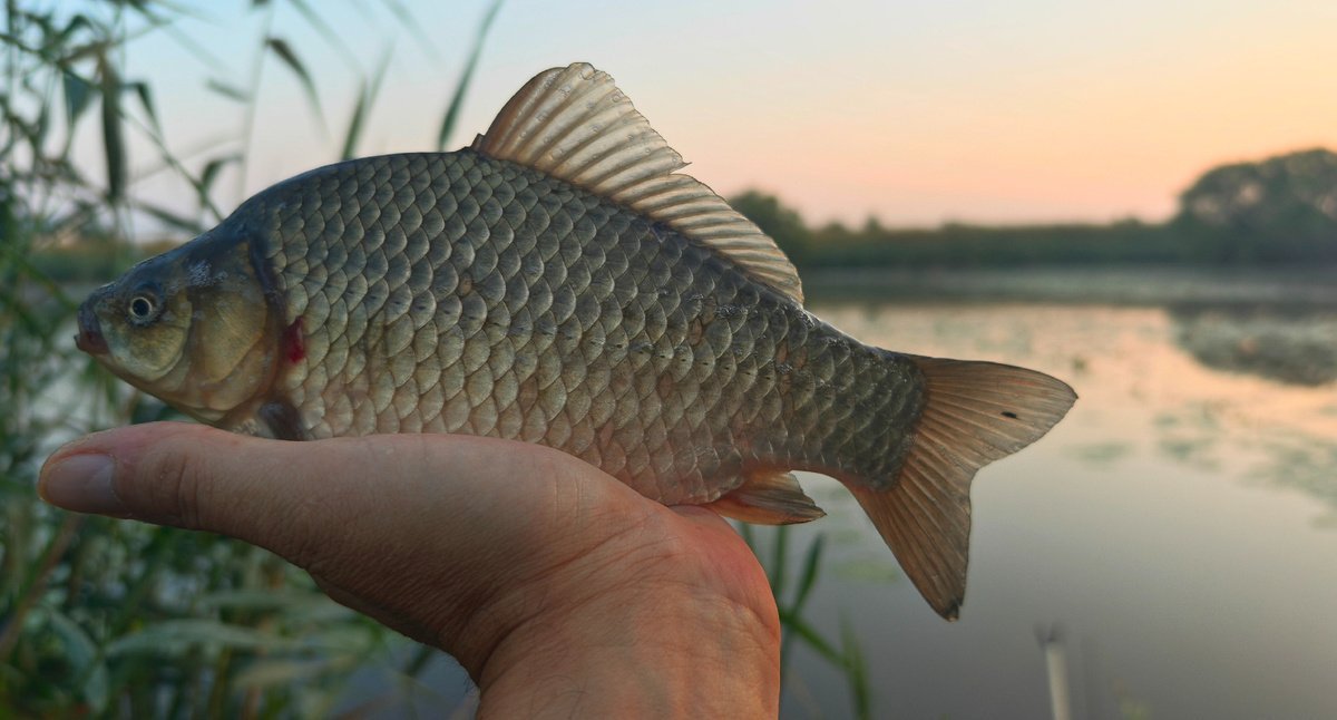 scale_1200.jpg.3f73221f65c11beb95ed5c58d370dace.jpg