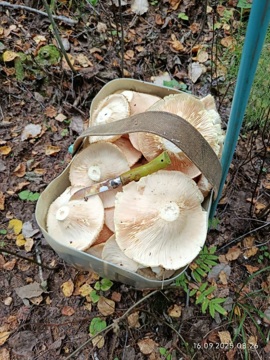 WhatsApp Image 2025-09-17 at 09.09.20(2).jpeg