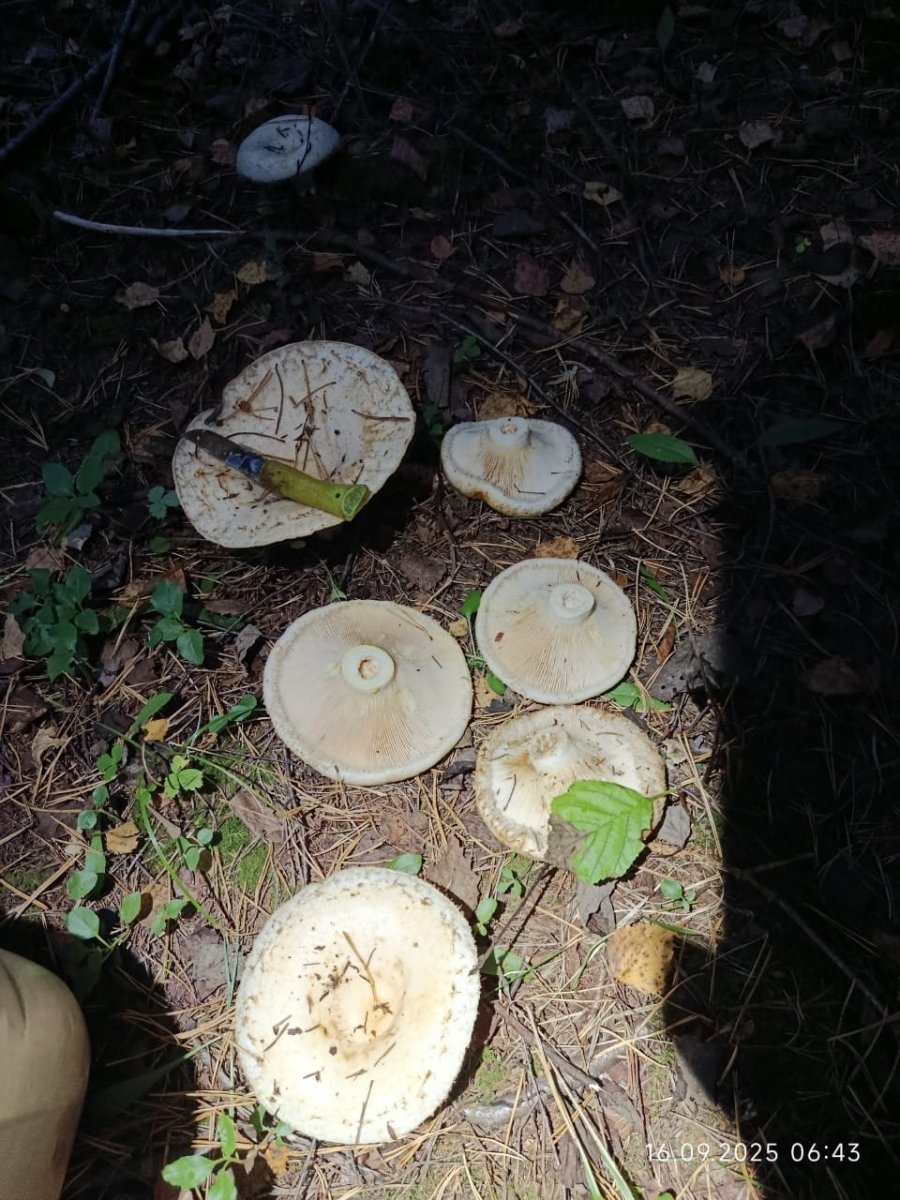 WhatsApp Image 2025-09-17 at 09.09.21.jpeg