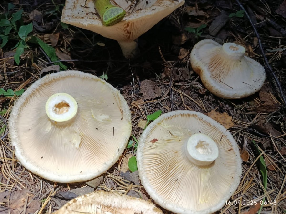 WhatsApp Image 2025-09-17 at 09.09.21(1).jpeg