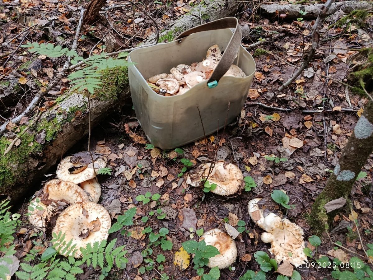 WhatsApp Image 2025-09-17 at 09.09.20(1).jpeg