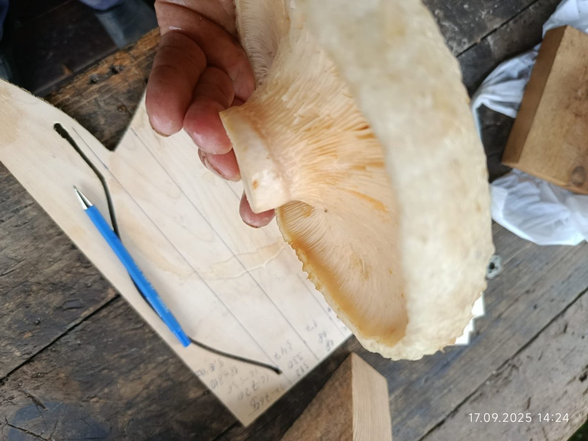 WhatsApp Image 2025-09-22 at 10.52.26(1).jpeg