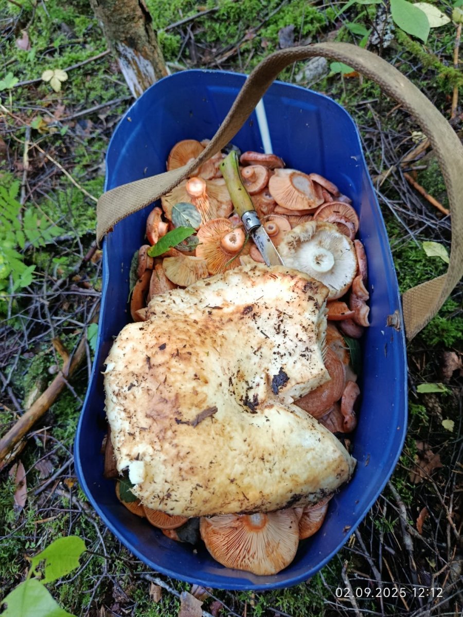 WhatsApp Image 2025-09-03 at 18.16.22.jpeg