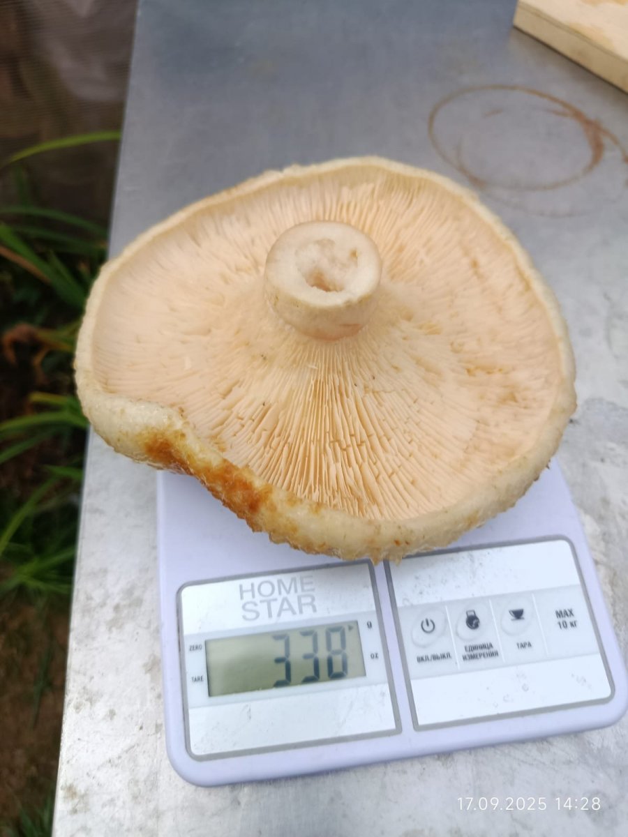 WhatsApp Image 2025-09-22 at 10.52.26.jpeg