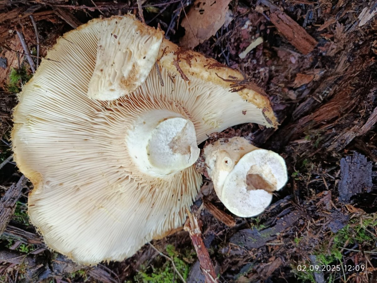 WhatsApp Image 2025-09-03 at 18.16.22(2).jpeg