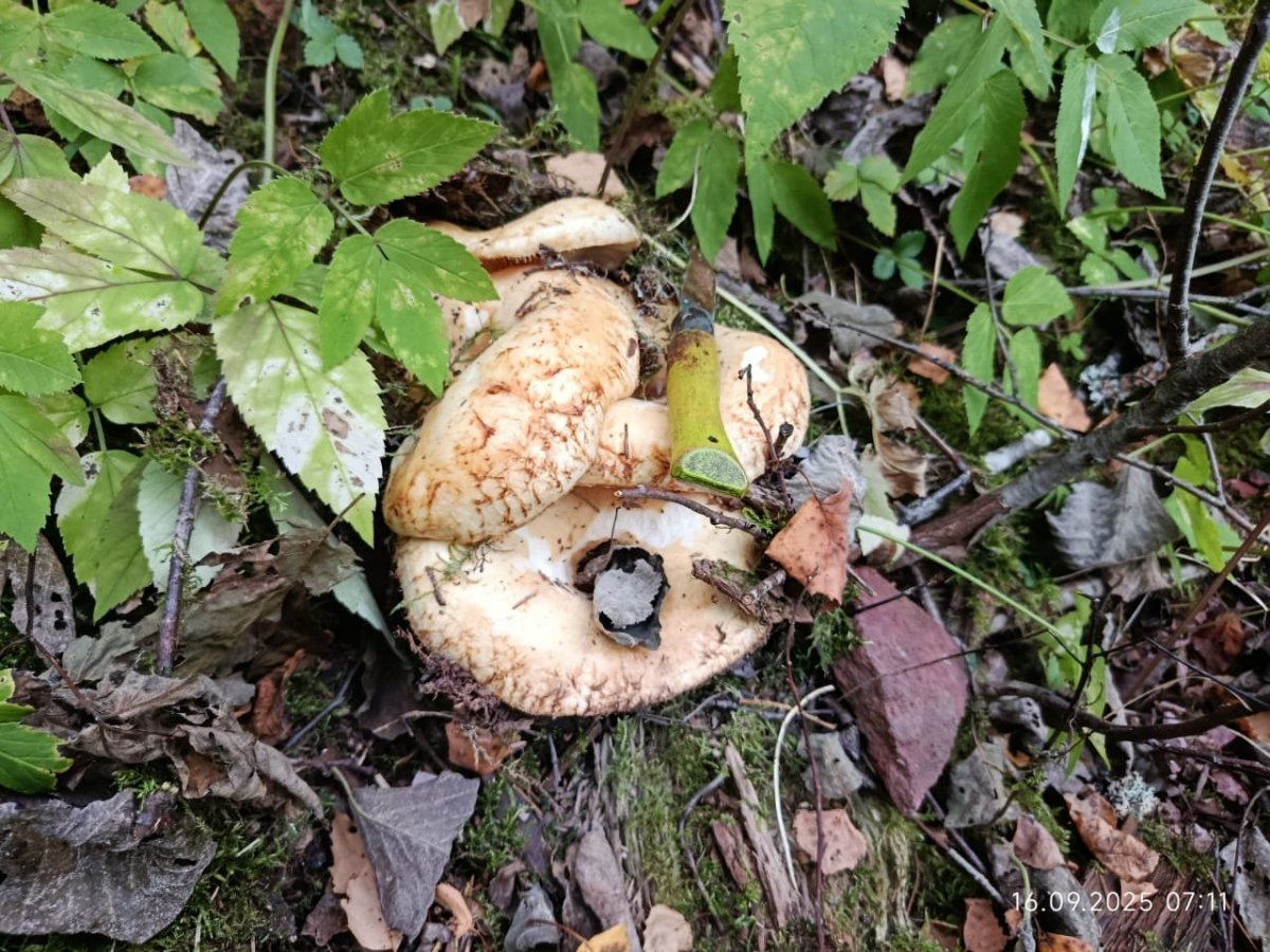 WhatsApp Image 2025-09-17 at 09.09.21(2).jpeg