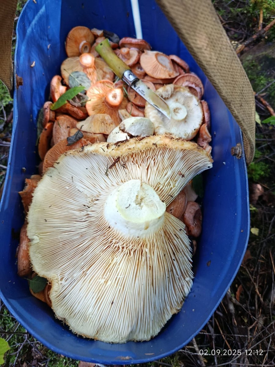 WhatsApp Image 2025-09-03 at 18.16.22(1).jpeg