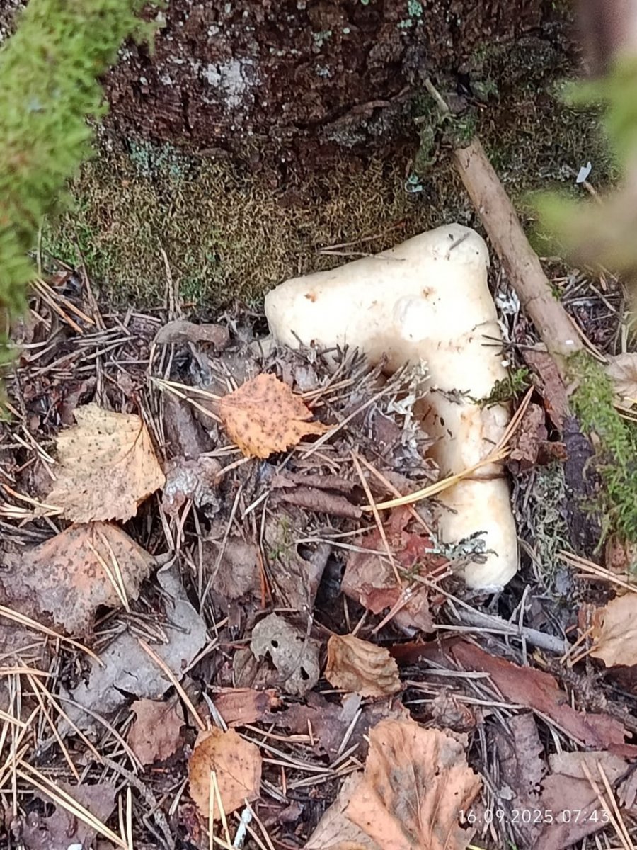 WhatsApp Image 2025-09-17 at 09.09.20.jpeg