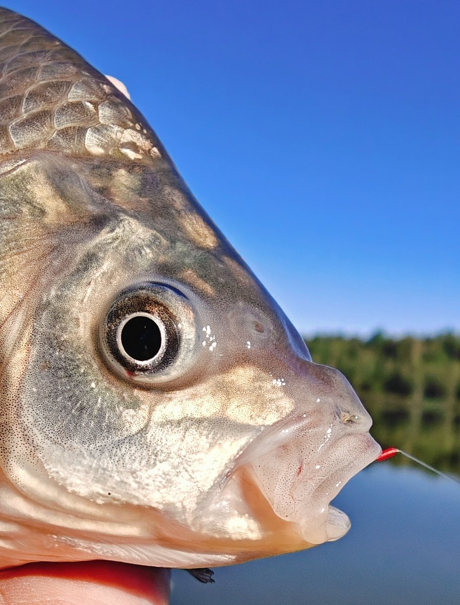 scale_1200.jpg.bb8a270fbb8c9d4457d26a7577b8f3d3.jpg