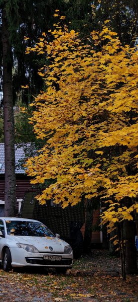 Туса Максфишинга 2025 Осень