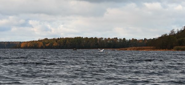 Туса Максфишинга 2025 Осень - лебедь