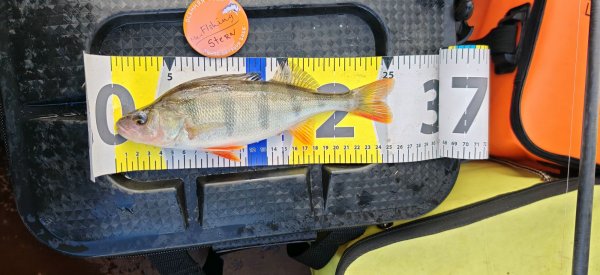 Туса Максфишинга 2025 Осень Окунек