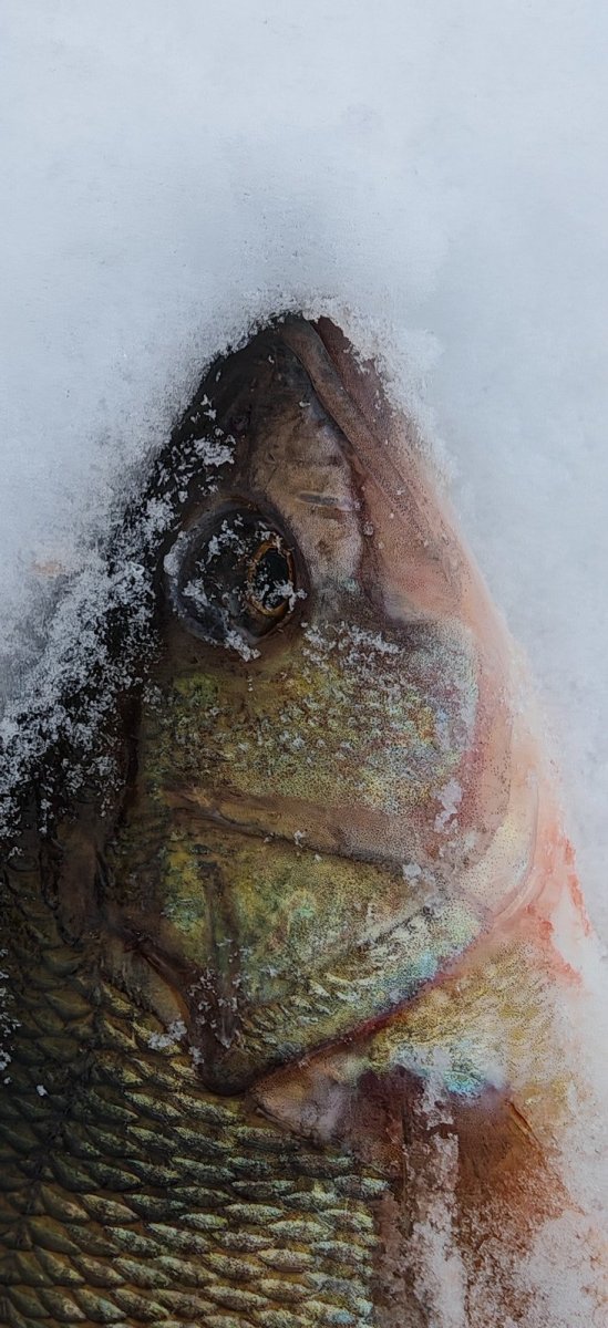 WhatsApp Image 2026-01-09 -09.jpeg