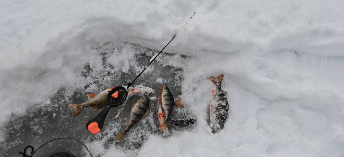 WhatsApp Image 2026-01-09 -03.jpeg