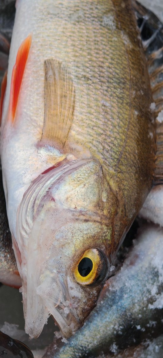 WhatsApp Image 2026-01-05 at 11.23.27-10.jpeg